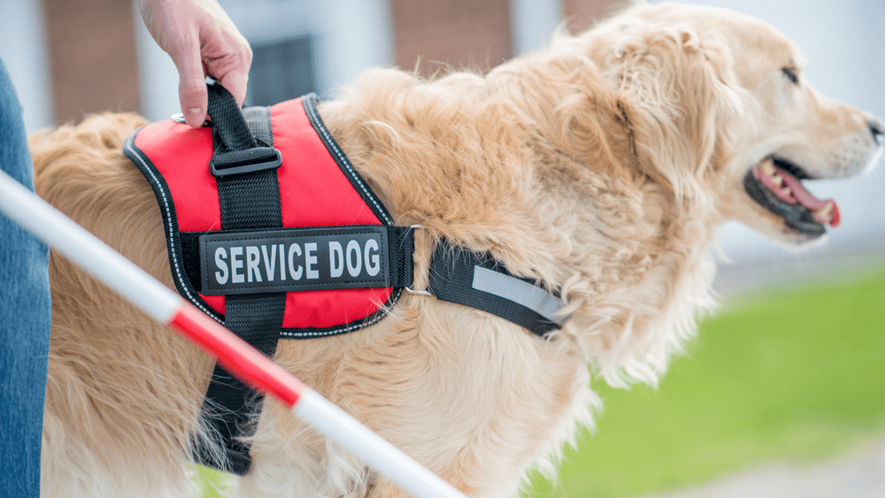 The Louisiana Case: What it Means for the Future of Emotional Support Animals
